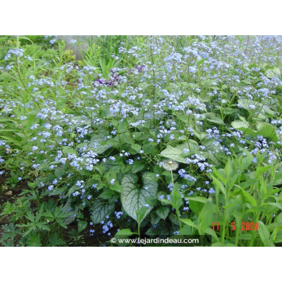 BRUNNERA macrophylla 'Jack Frost' &reg;