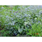 BRUNNERA macrophylla 'Jack Frost' ® BRUNNERA macrophylla 'Jack Frost' ®