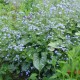 BRUNNERA macrophylla 'Jack Frost' ®