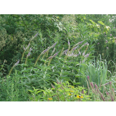 VERONICASTRUM virginicum \'Apollo\'