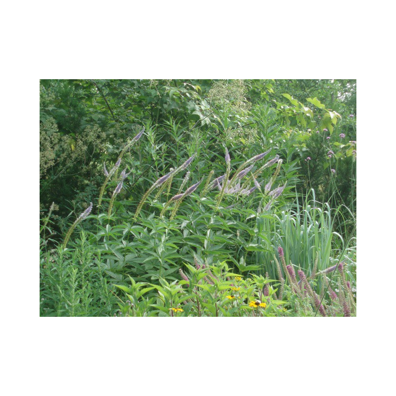 VERONICASTRUM virginicum 'Apollo'