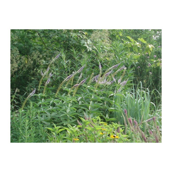 VERONICASTRUM virginicum 'Apollo'
