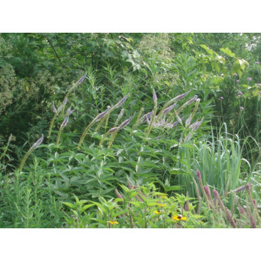 VERONICASTRUM virginicum \'Apollo\'