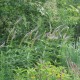 VERONICASTRUM virginicum 'Apollo'