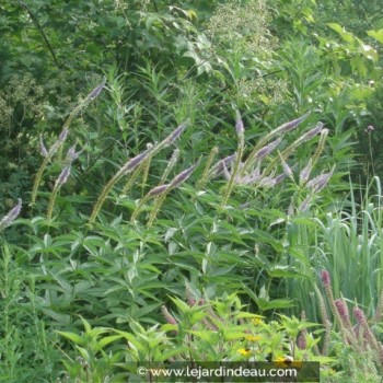 VERONICASTRUM virginicum &#039;Apollo&#039;