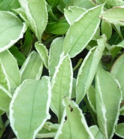 PULMONARIA rubra 'David Ward'