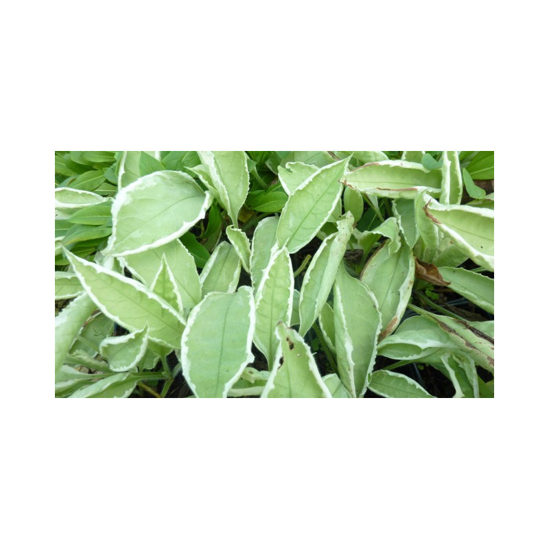PULMONARIA rubra 'David Ward' PULMONARIA rubra 'David Ward'