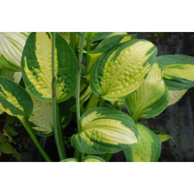 HOSTA \'Captain Kirk\'