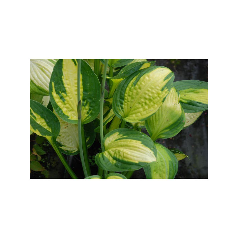 HOSTA 'Captain Kirk'