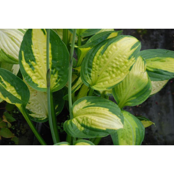 HOSTA 'Captain Kirk'