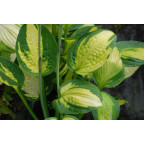 HOSTA 'Captain Kirk'