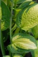 HOSTA 'Captain Kirk'