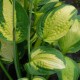 HOSTA 'Captain Kirk'