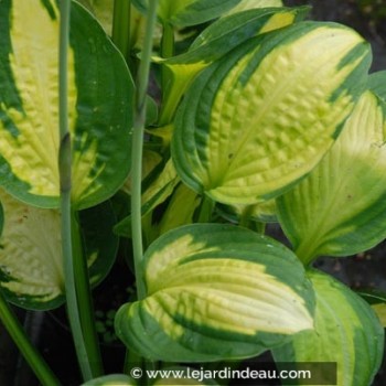 HOSTA &#039;Captain Kirk&#039;