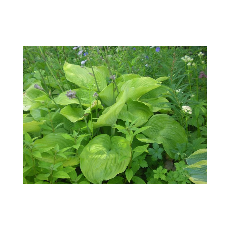 HOSTA 'Sum and Substance' HOSTA 'Sum and Substance'