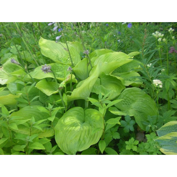 HOSTA 'Sum and Substance'