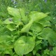 HOSTA 'Sum and Substance'