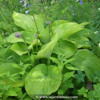 HOSTA &#039;Sum and Substance&#039;