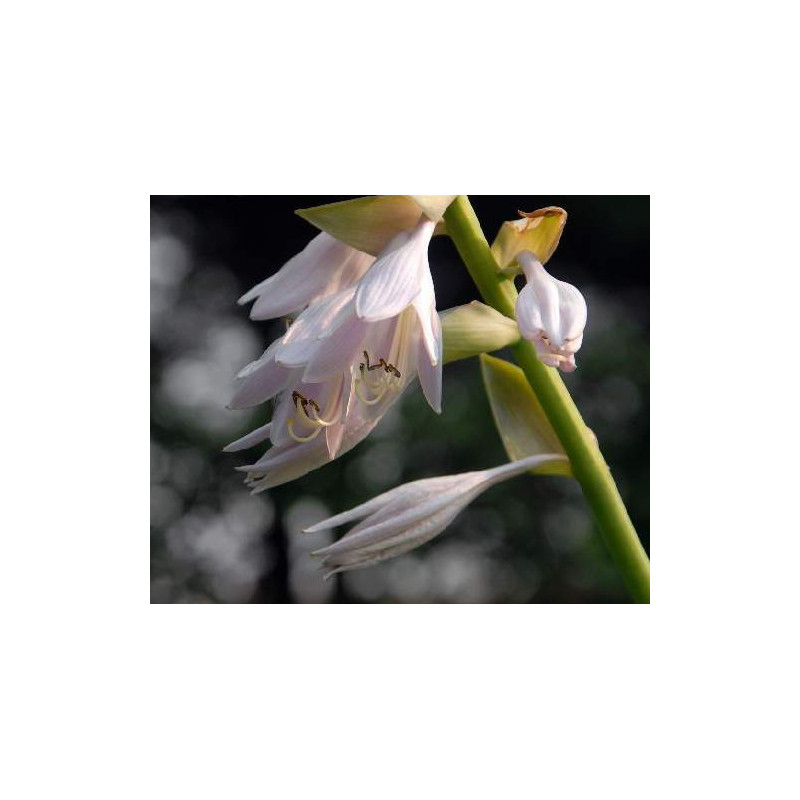 HOSTA 'Sum and Substance' HOSTA 'Sum and Substance'