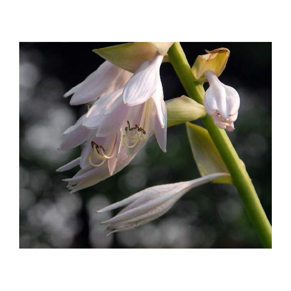 HOSTA 'Sum and Substance'