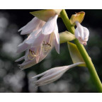 HOSTA 'Sum and Substance' HOSTA 'Sum and Substance'