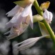 HOSTA 'Sum and Substance'