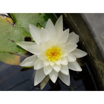 NYMPHAEA \'Tuberosa Richardsonii\'
