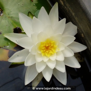 NYMPHAEA tuberosa &#039;Richardsonii&#039;