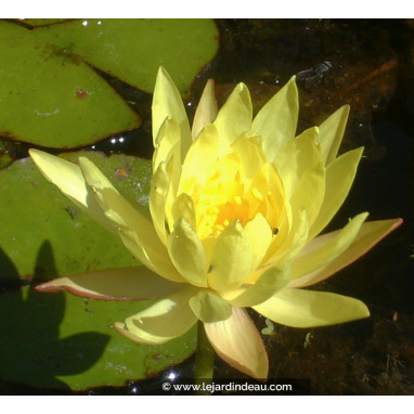 NYMPHAEA mexicana