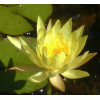 NYMPHAEA mexicana