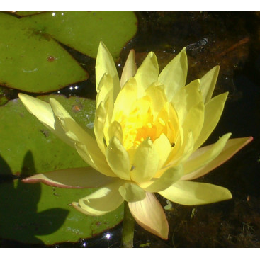 NYMPHAEA mexicana