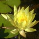 NYMPHAEA mexicana