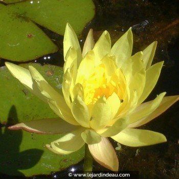 NYMPHAEA mexicana