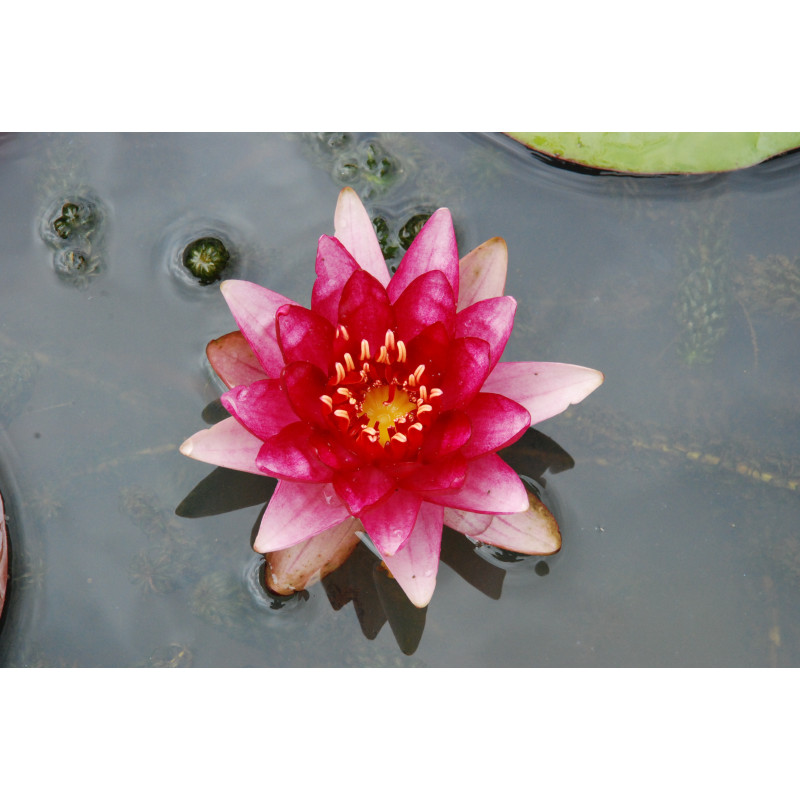 NYMPHAEA 'Perry's Baby Red'