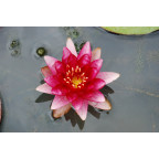 NYMPHAEA 'Perry's Baby Red'