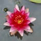 NYMPHAEA 'Perry's Baby Red'