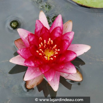 Nymphaea &#039;Perry&#039;s Baby Red&#039;