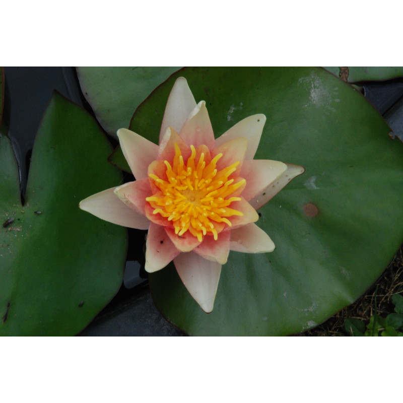 NYMPHAEA 'Sioux'