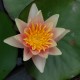 NYMPHAEA 'Sioux'