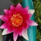 NYMPHAEA 'Escarboucle'