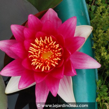 NYMPHAEA &#039;Escarboucle&#039;