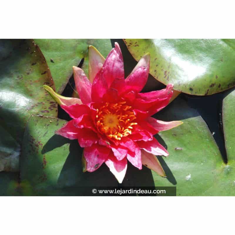 NYMPHAEA 'Red Spider' NYMPHAEA 'Red Spider'