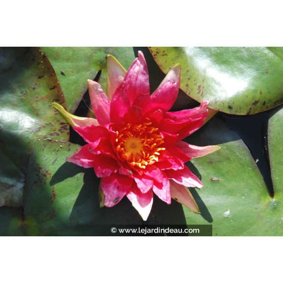 NYMPHAEA 'Red Spider'
