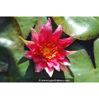 NYMPHAEA 'Red Spider' NYMPHAEA 'Red Spider'