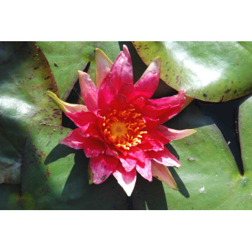 NYMPHAEA \'Red Spider\'