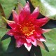 NYMPHAEA 'Red Spider'