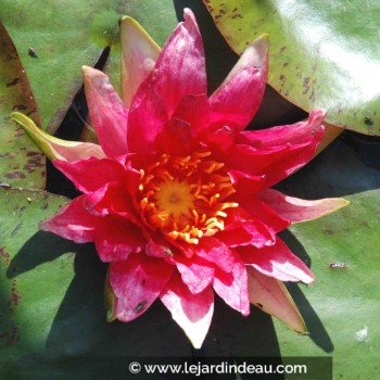 NYMPHAEA &#039;Red Spider&#039;