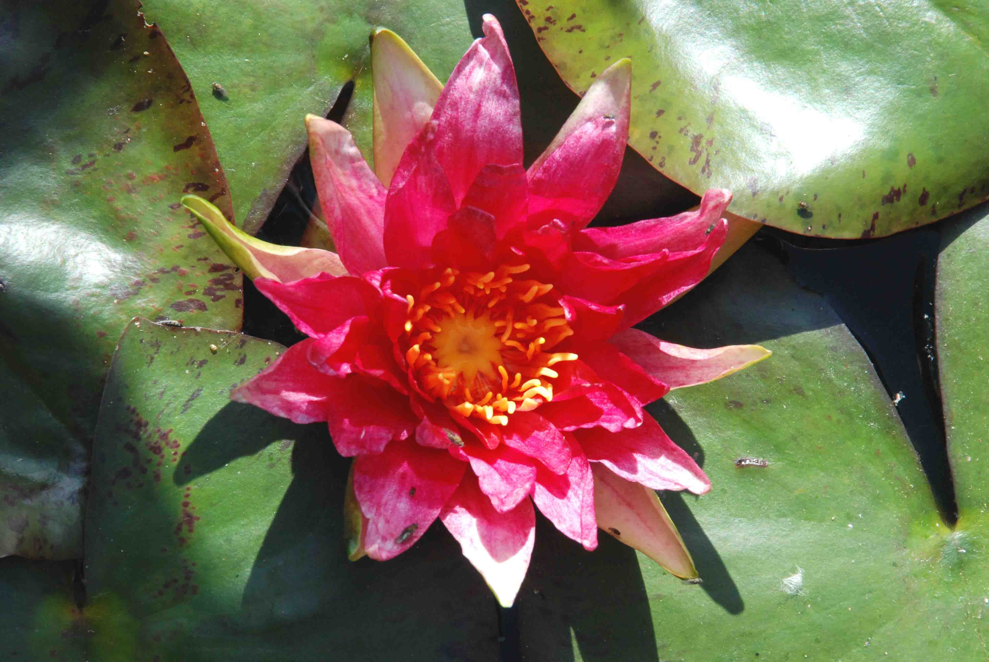 Nymphea Lotus - Joli nénuphar rouge à mettre au centre de l'aquarium