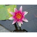 NYMPHAEA \'Ren&eacute; G&eacute;rard\' - N&eacute;nuphar