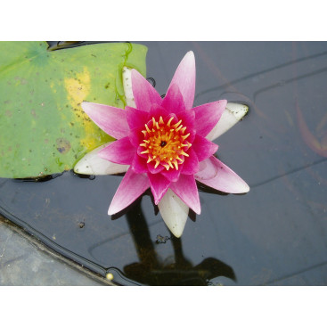 NYMPHAEA \'Ren&eacute; Gerard\'